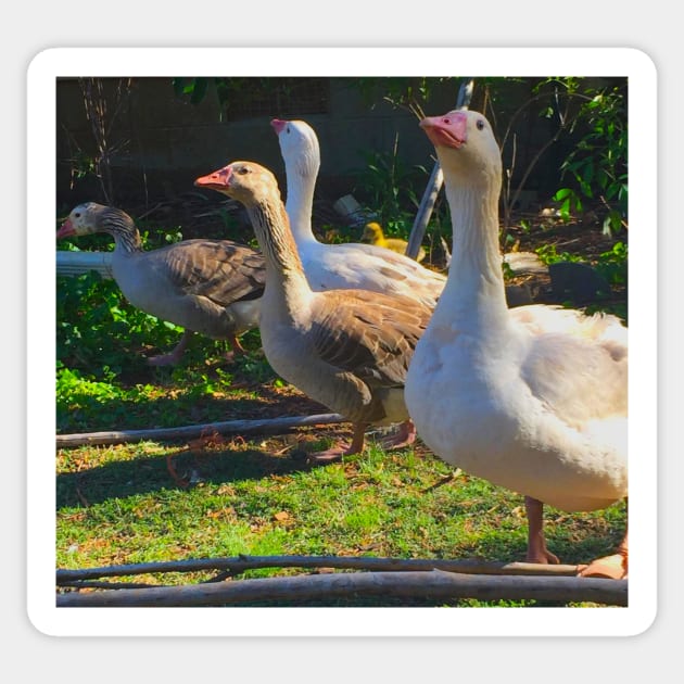 Flock of Cotton Patch Geese Sticker by LochNestFarm